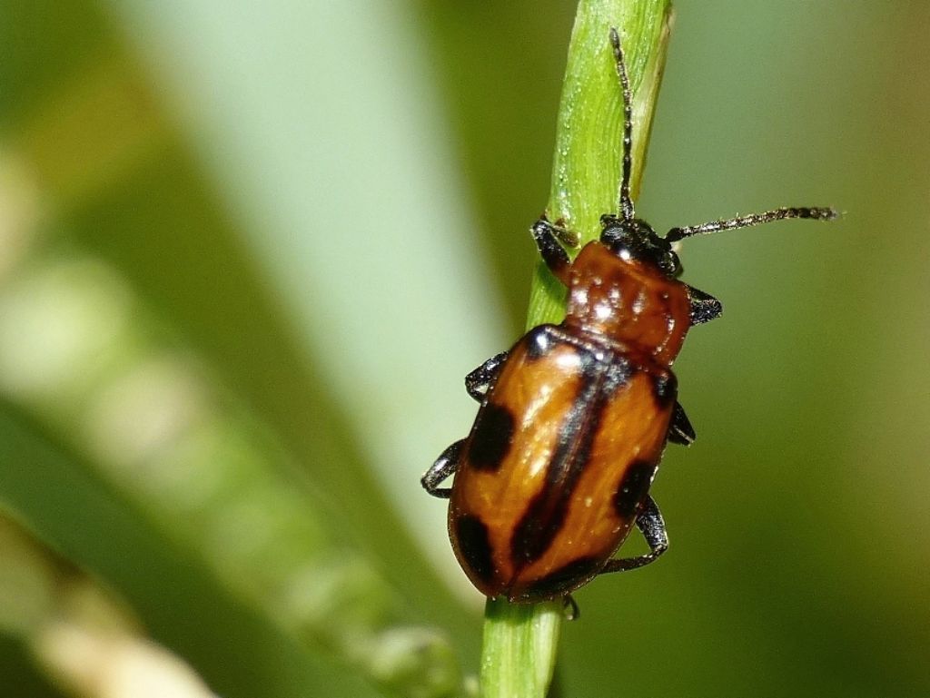 Ancylopus melanocephalus, Endomychidae
